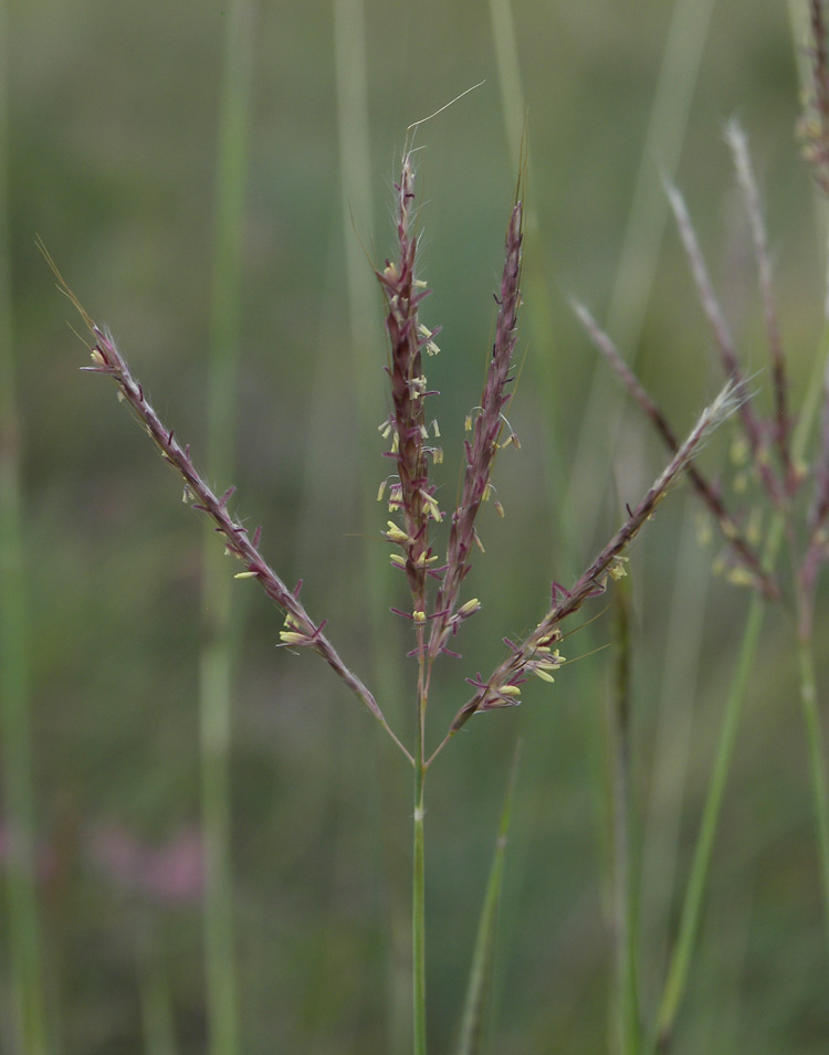 Изображение особи Bothriochloa ischaemum.