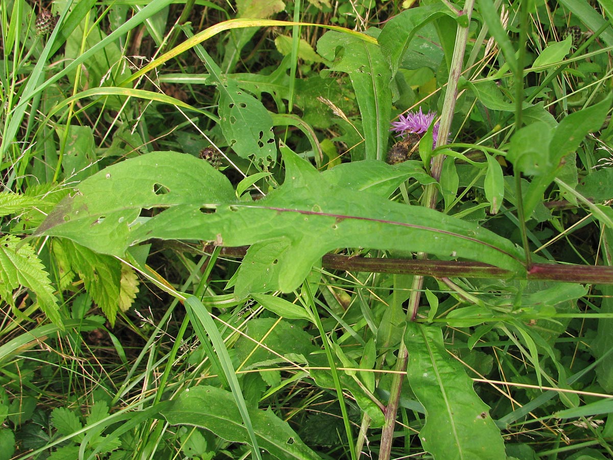 Изображение особи Centaurea nigrescens.