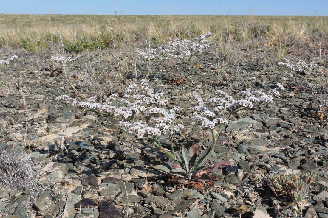 Image of Goniolimon callicomum specimen.