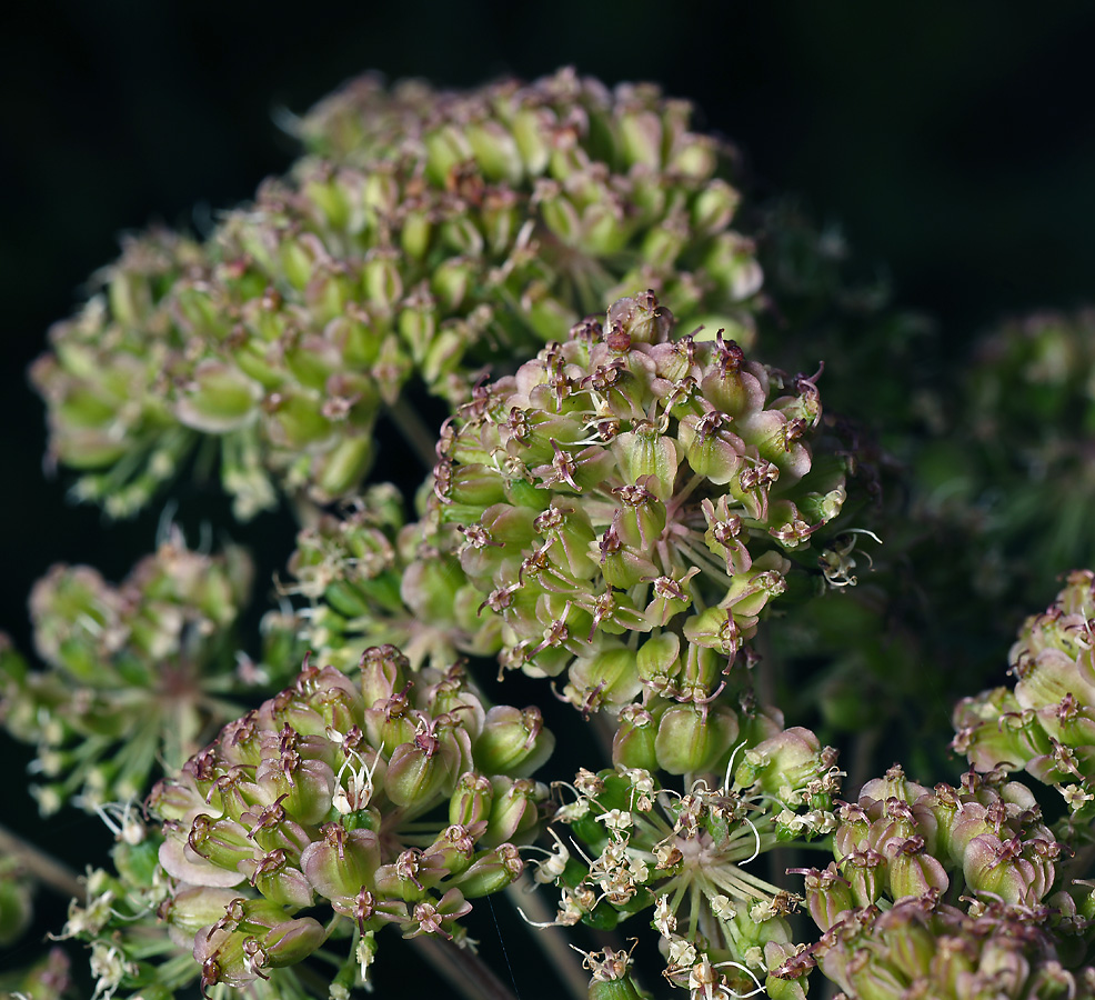 Изображение особи Angelica sylvestris.