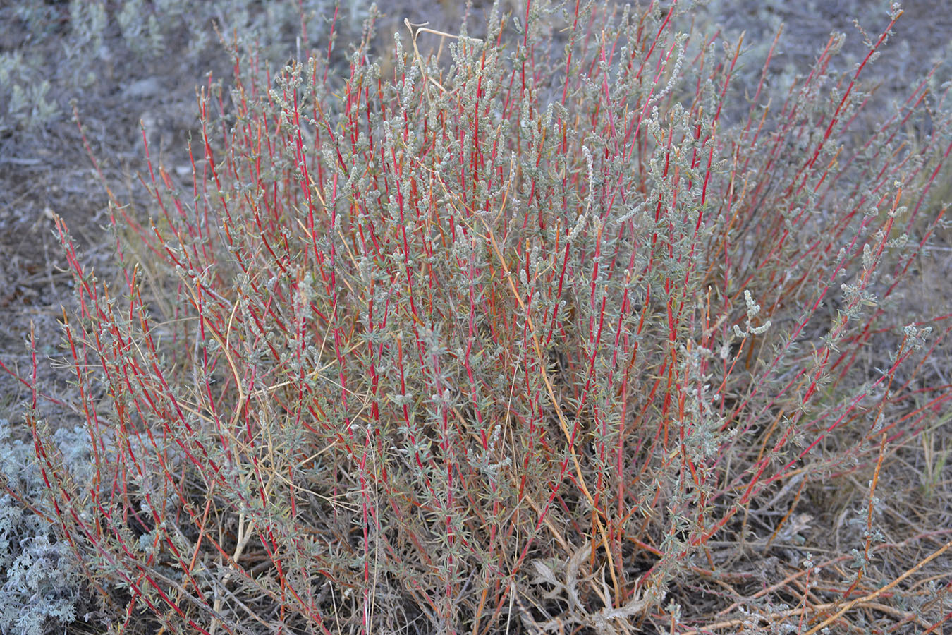 Image of Bassia prostrata specimen.