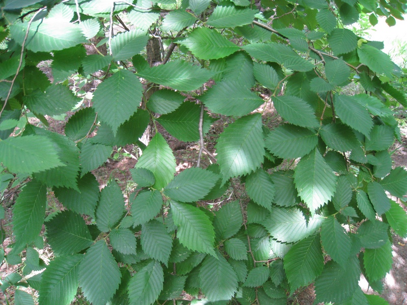 Изображение особи Ulmus glabra.