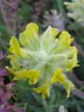 Astragalus dasyanthus