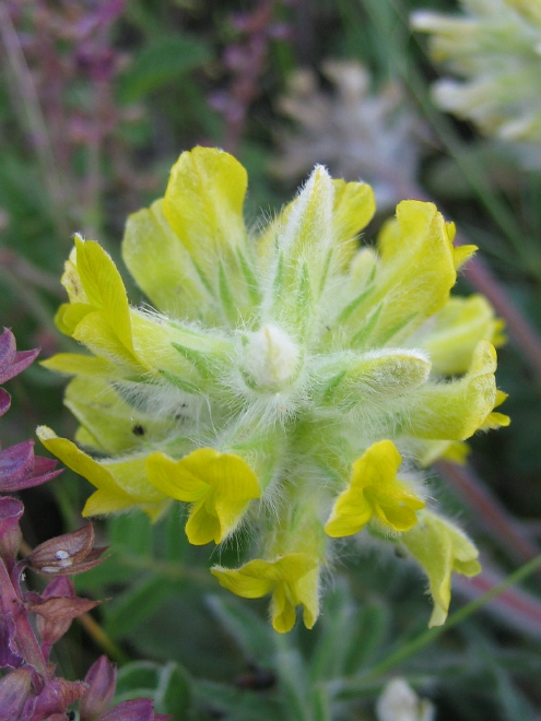 Изображение особи Astragalus dasyanthus.