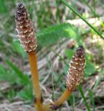 Equisetum arvense