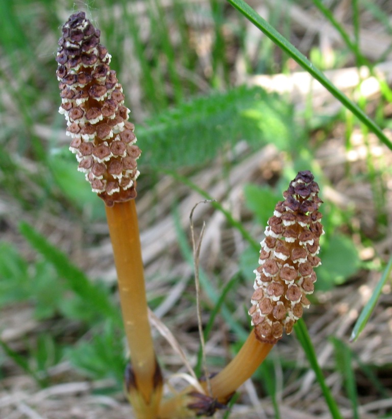 Image of Equisetum arvense specimen.