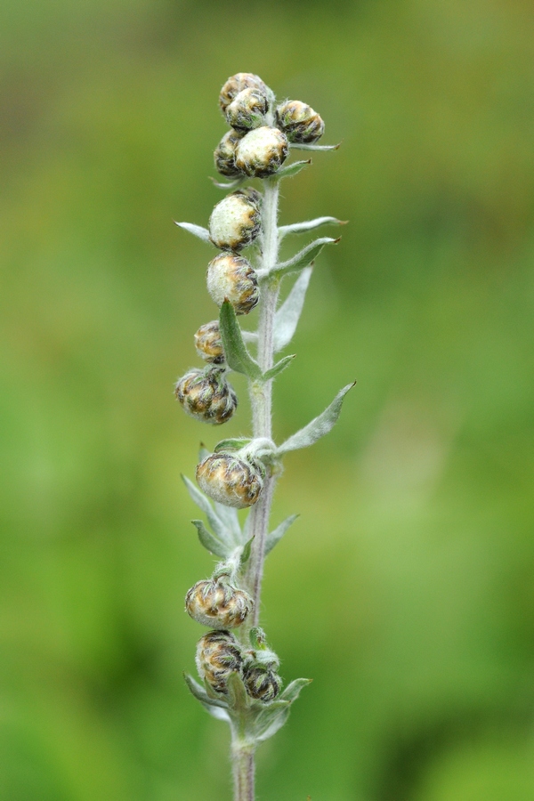 Image of Artemisia aschurbajewii specimen.