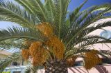 Phoenix canariensis. Крона со зрелыми плодами. Греция, Ионическое море, о. Лефкас, пос. Νυδρί (Нидри), городское озеленение. 23.09.2013.