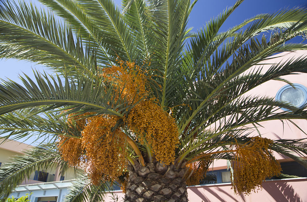 Image of Phoenix canariensis specimen.