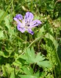 Geranium collinum