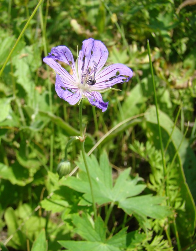 Изображение особи Geranium collinum.