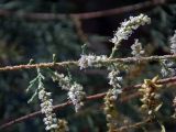 genus Tamarix