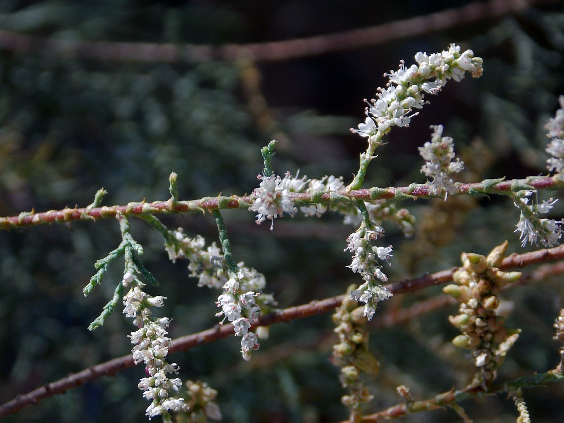 Image of genus Tamarix specimen.