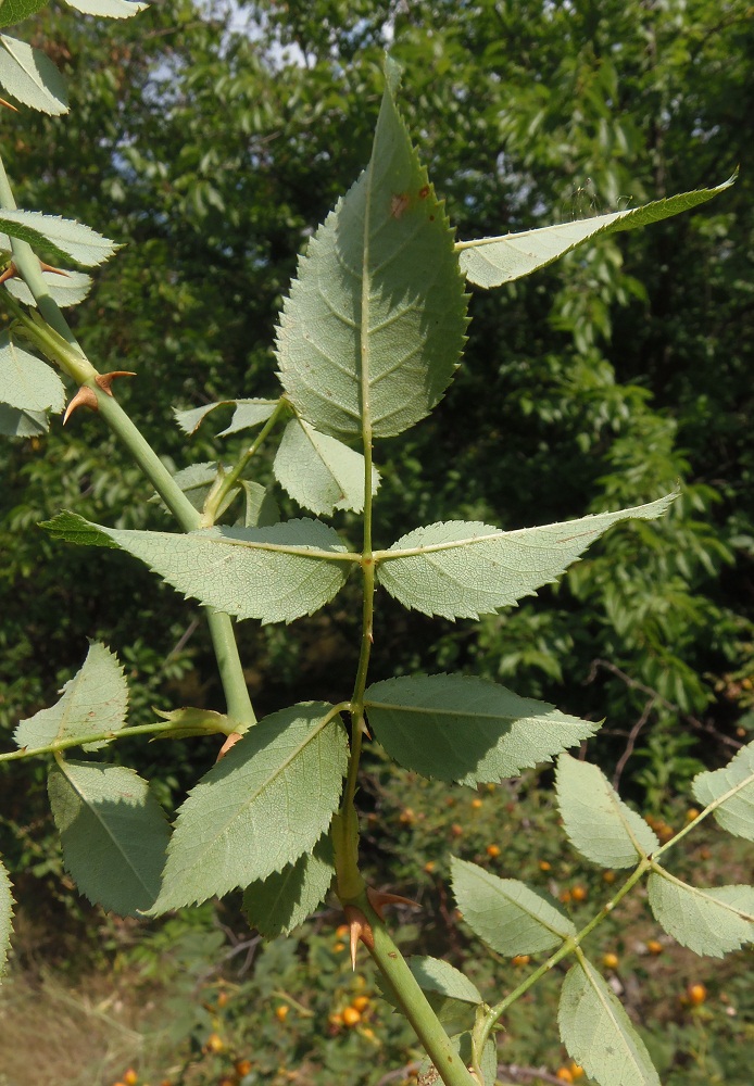 Image of Rosa canina specimen.