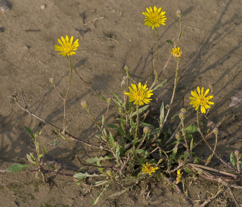 Изображение особи Crepis rhoeadifolia.