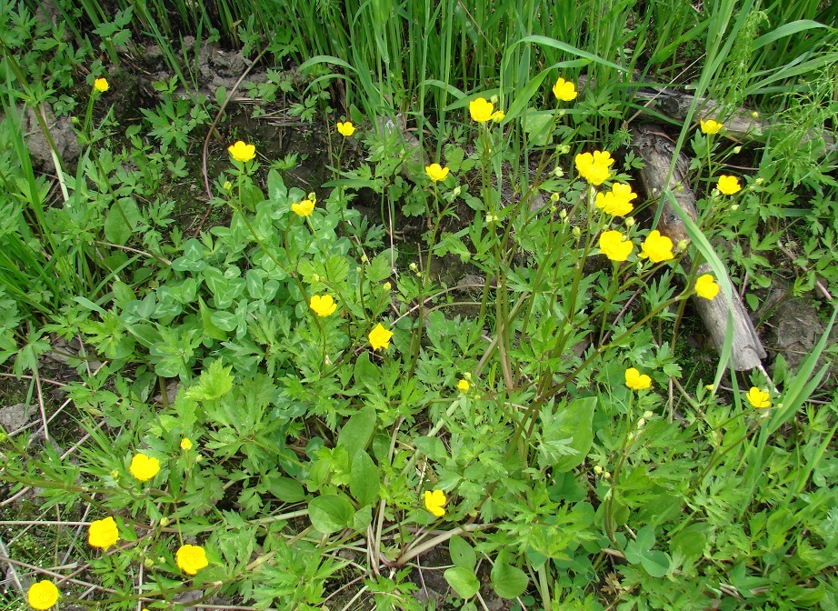 Image of Ranunculus repens specimen.