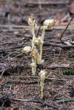 Hypopitys monotropa