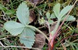 Fragaria chiloensis. Побег с отцветшим цветком и бутоном (у листьев видны их нижние стороны). Германия, г. Дюссельдорф, Ботанический сад университета. 02.03.2014.