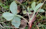 Fragaria chiloensis