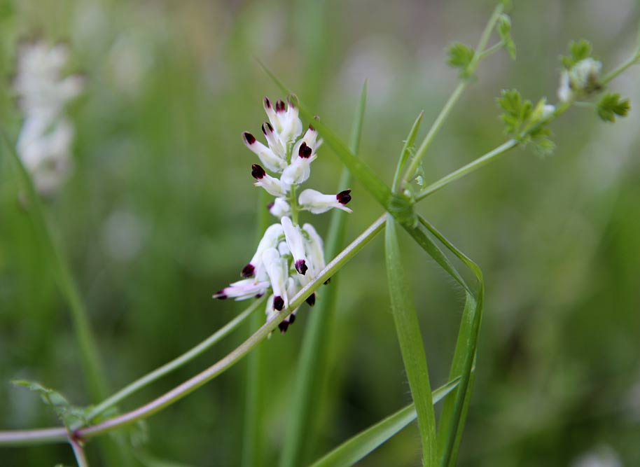 Image of Fumaria capreolata specimen.