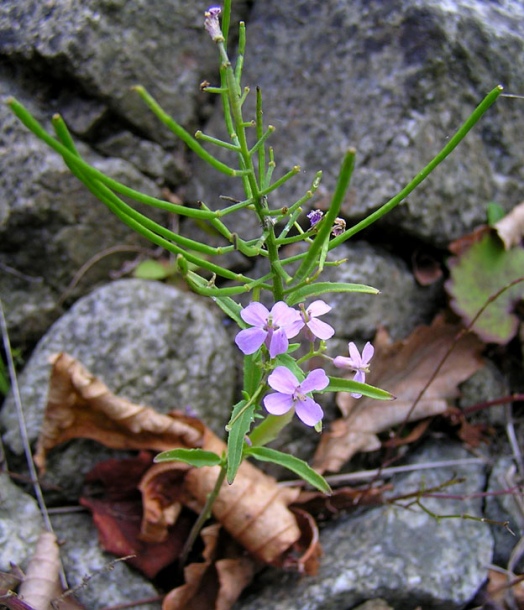 Изображение особи Dontostemon dentatus.