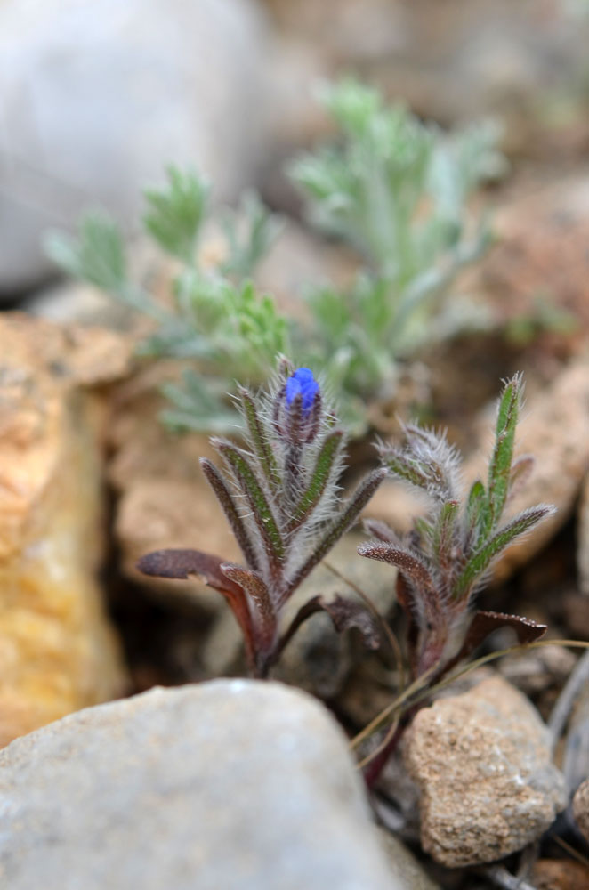 Image of genus Heterocaryum specimen.