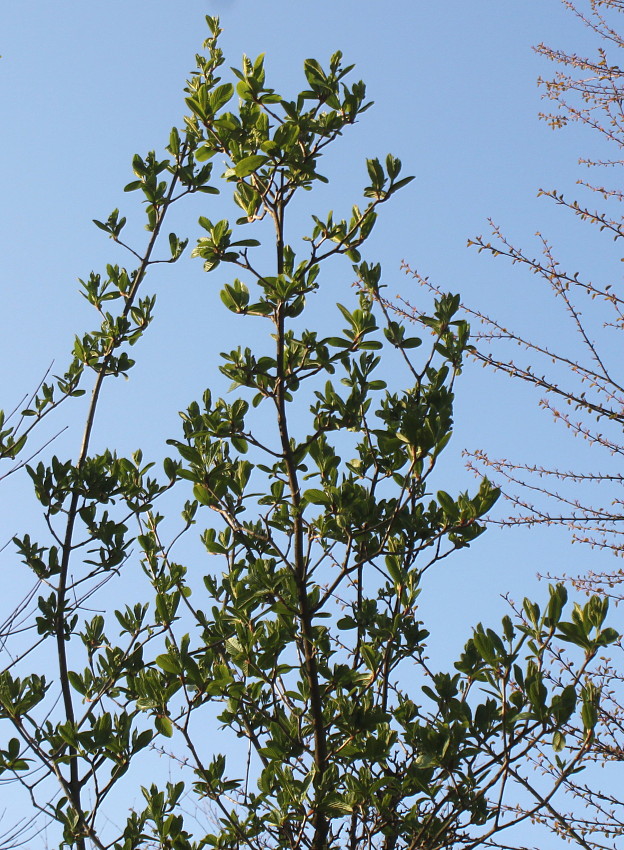 Изображение особи Viburnum sieboldii.