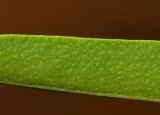 Myoporum acuminatum. Часть листовой пластинки (вид с обратной стороны). Израиль, Шарон, пос. Кфар Шмариягу, в культуре. 17.03.2014.