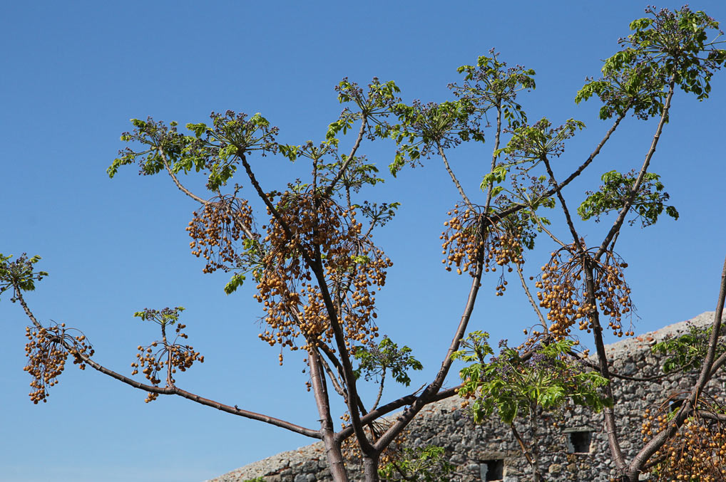 Image of Melia azedarach specimen.