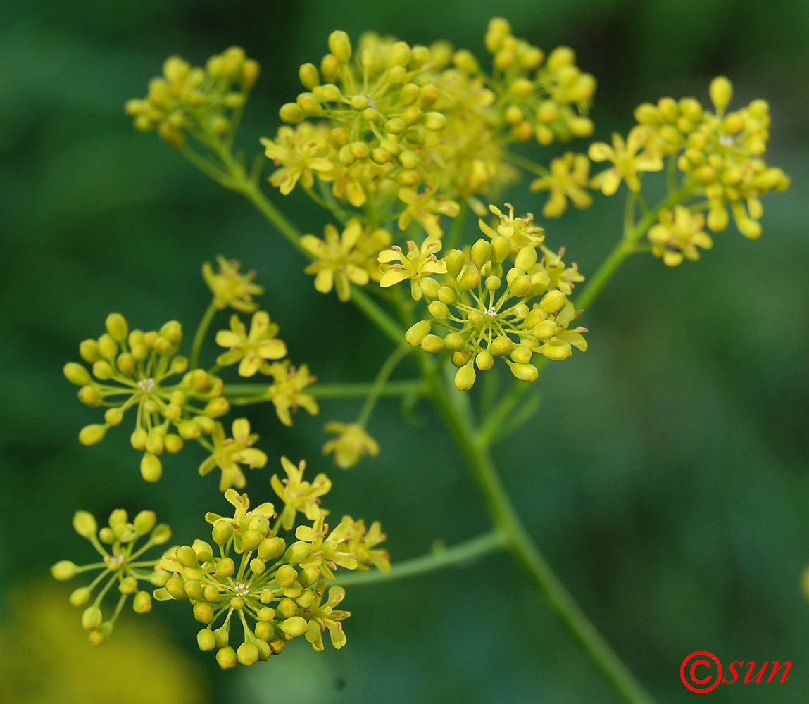 Изображение особи Isatis campestris.