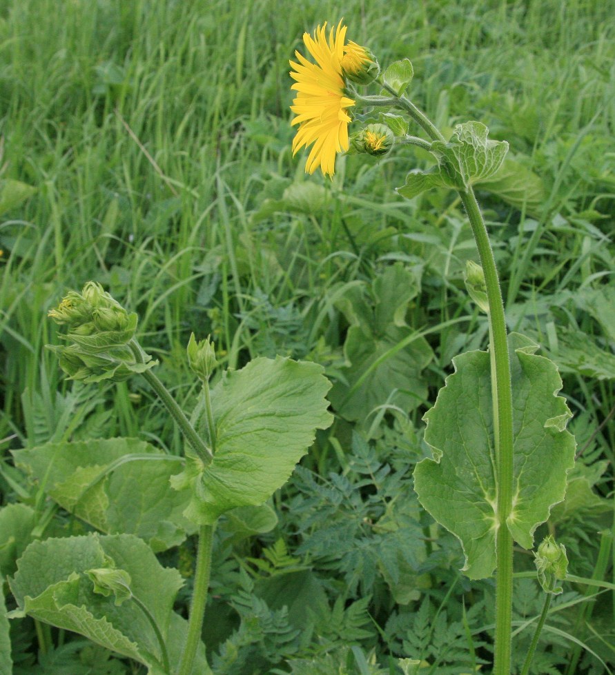 Image of Doronicum macrophyllum specimen.