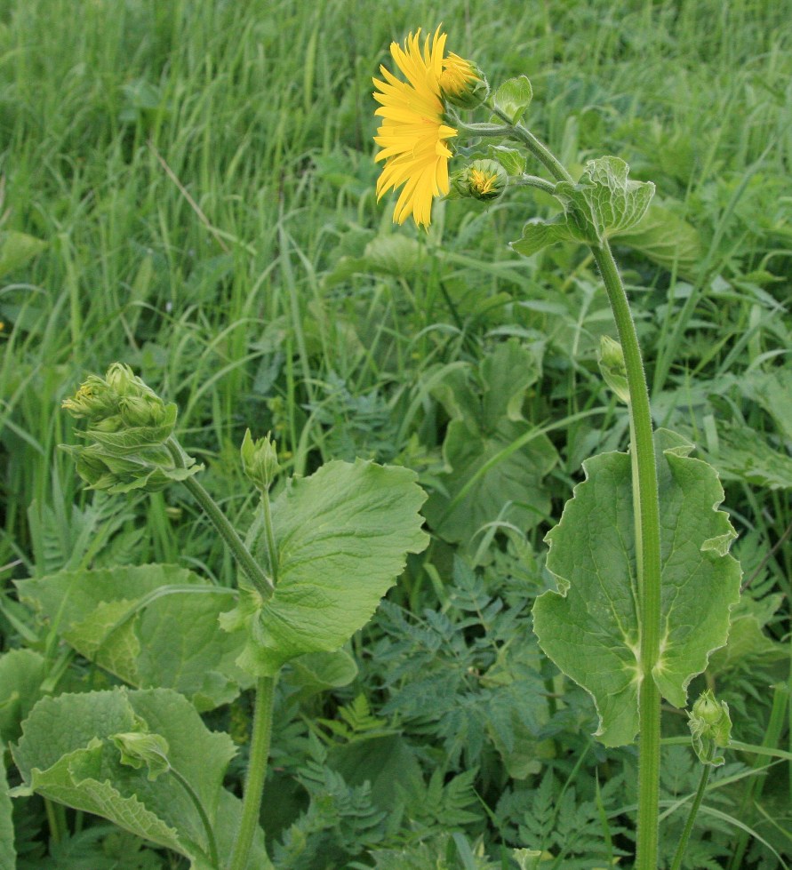 Изображение особи Doronicum macrophyllum.