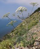 Astrodaucus littoralis