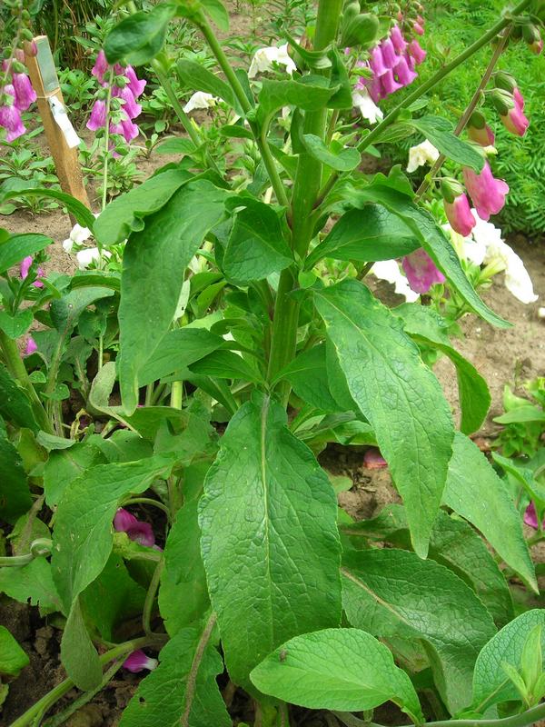 Image of Digitalis purpurea specimen.