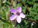 Erodium cicutarium. Цветок и бутоны. Крым, г. Севастополь, территория музея-заповедника \"Херсонес Таврический\". 22 марта 2011 г.