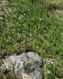 Primula stricta. Цветущие растения с одиночными цветоносами. Восточный Мурман, Дальние Зеленцы, берег оз. Промерное. 16.06.2014.