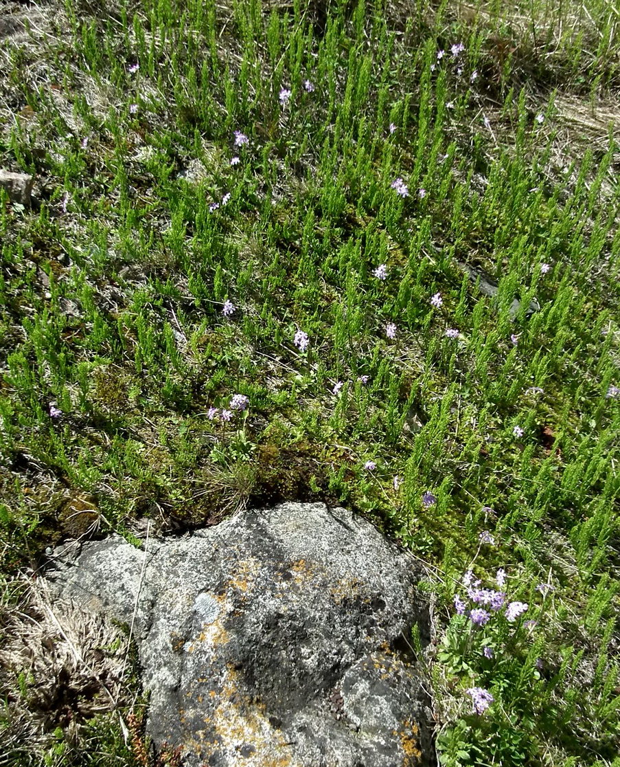 Изображение особи Primula stricta.