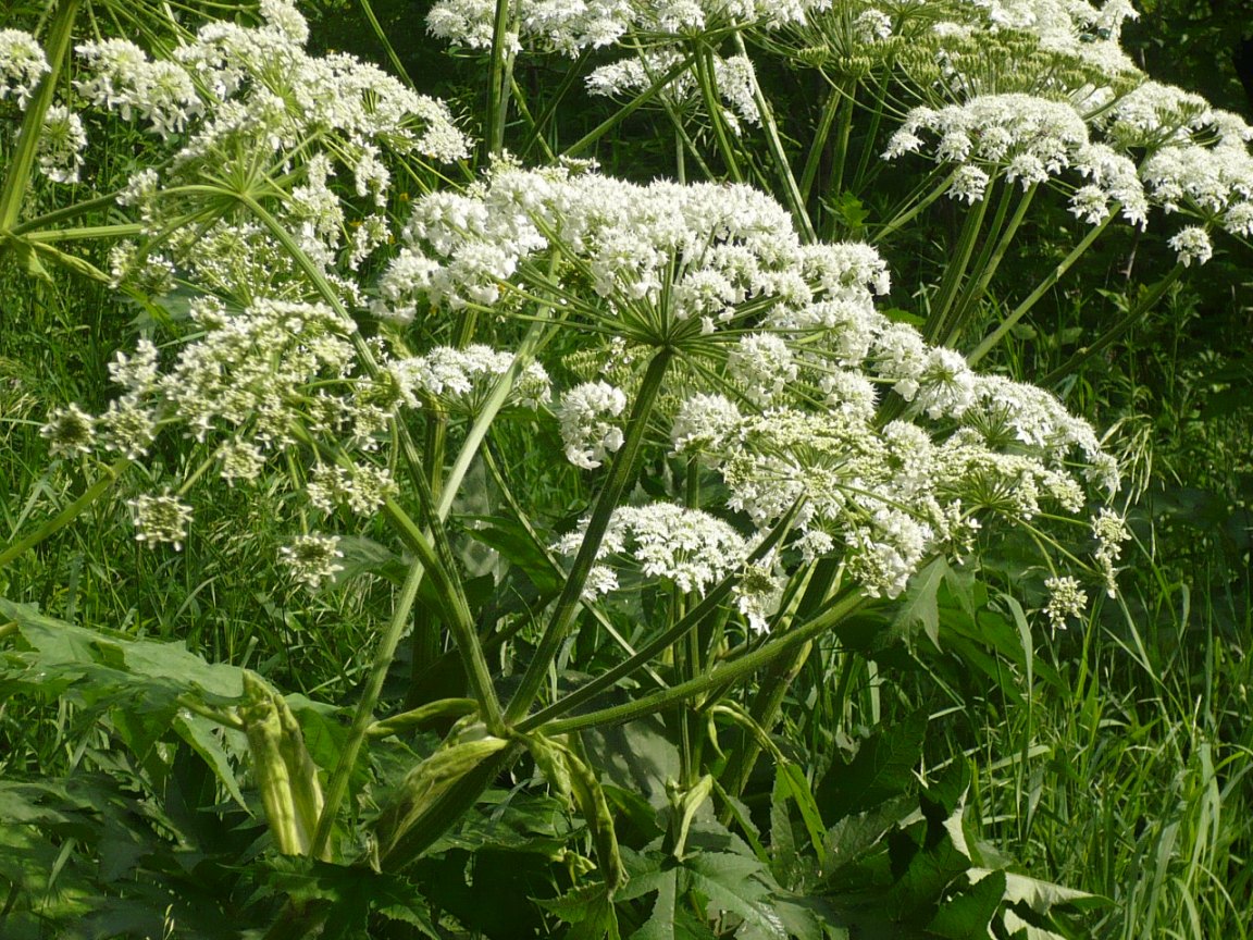 Изображение особи Heracleum dissectum.