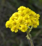 Achillea holosericea