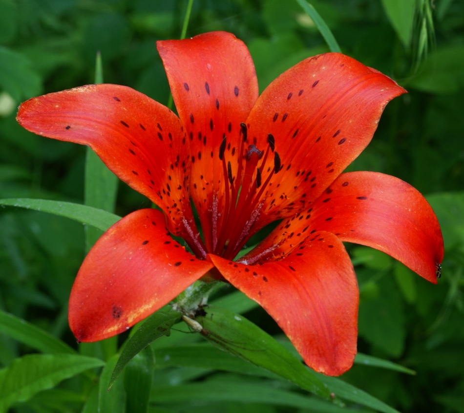 Image of Lilium pensylvanicum specimen.