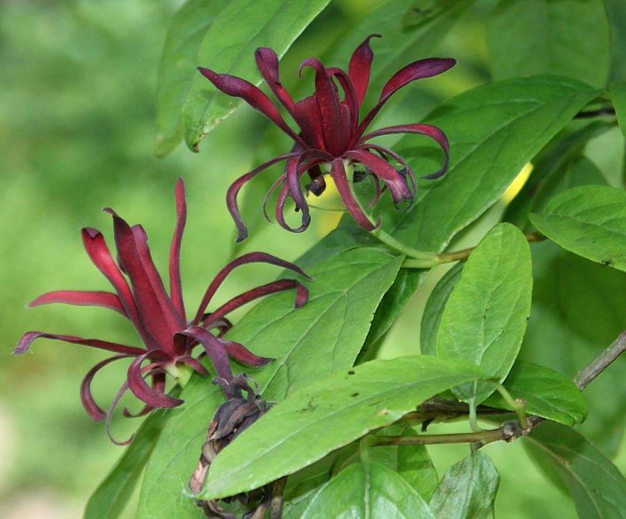 Изображение особи Calycanthus occidentalis.