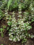 Ajuga genevensis