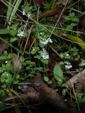 genus Euphrasia