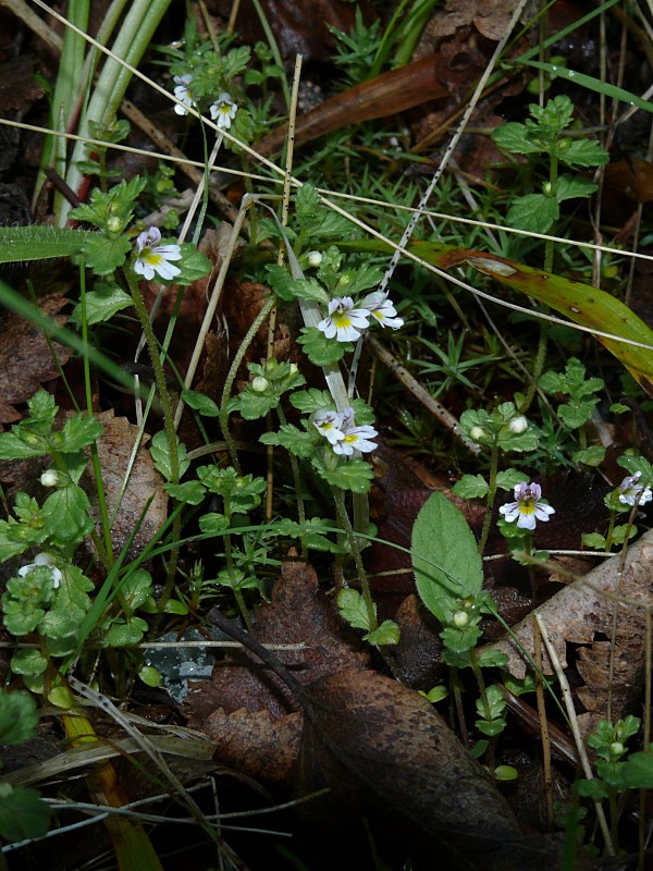 Изображение особи род Euphrasia.