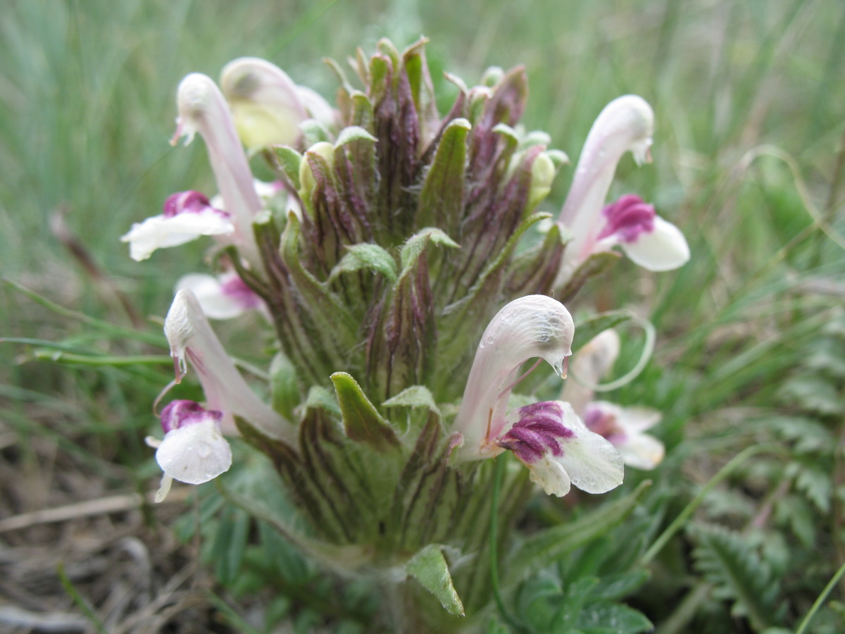 Image of Pedicularis karatavica specimen.