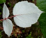Rubus phoenicolasius. Лист (нижняя сторона). Германия, г. Дюссельдорф, Ботанический сад университета 03.06.2014.