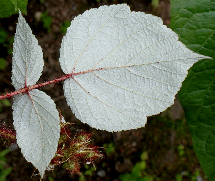 Image of Rubus phoenicolasius specimen.