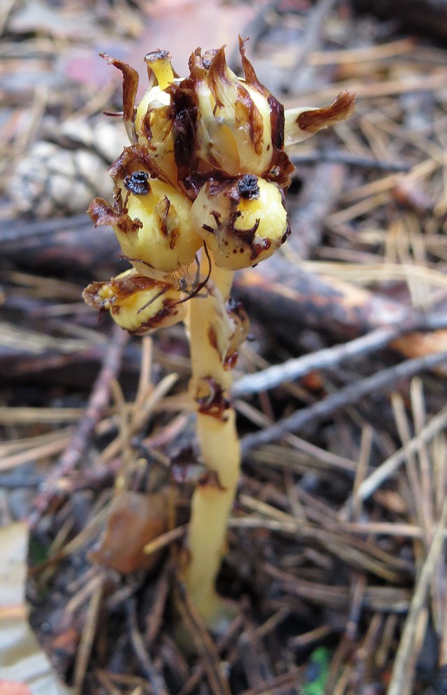 Изображение особи Hypopitys monotropa.