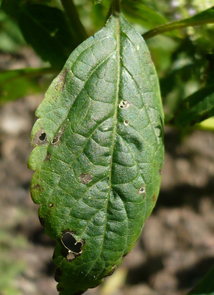 Image of Elsholtzia ciliata specimen.