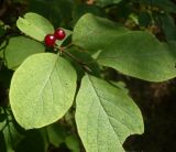 Image of taxon representative. Author is Евгений Носиков
